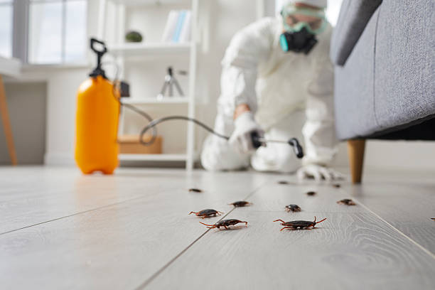 Commercial Kitchen Cockroach Control in Independence
